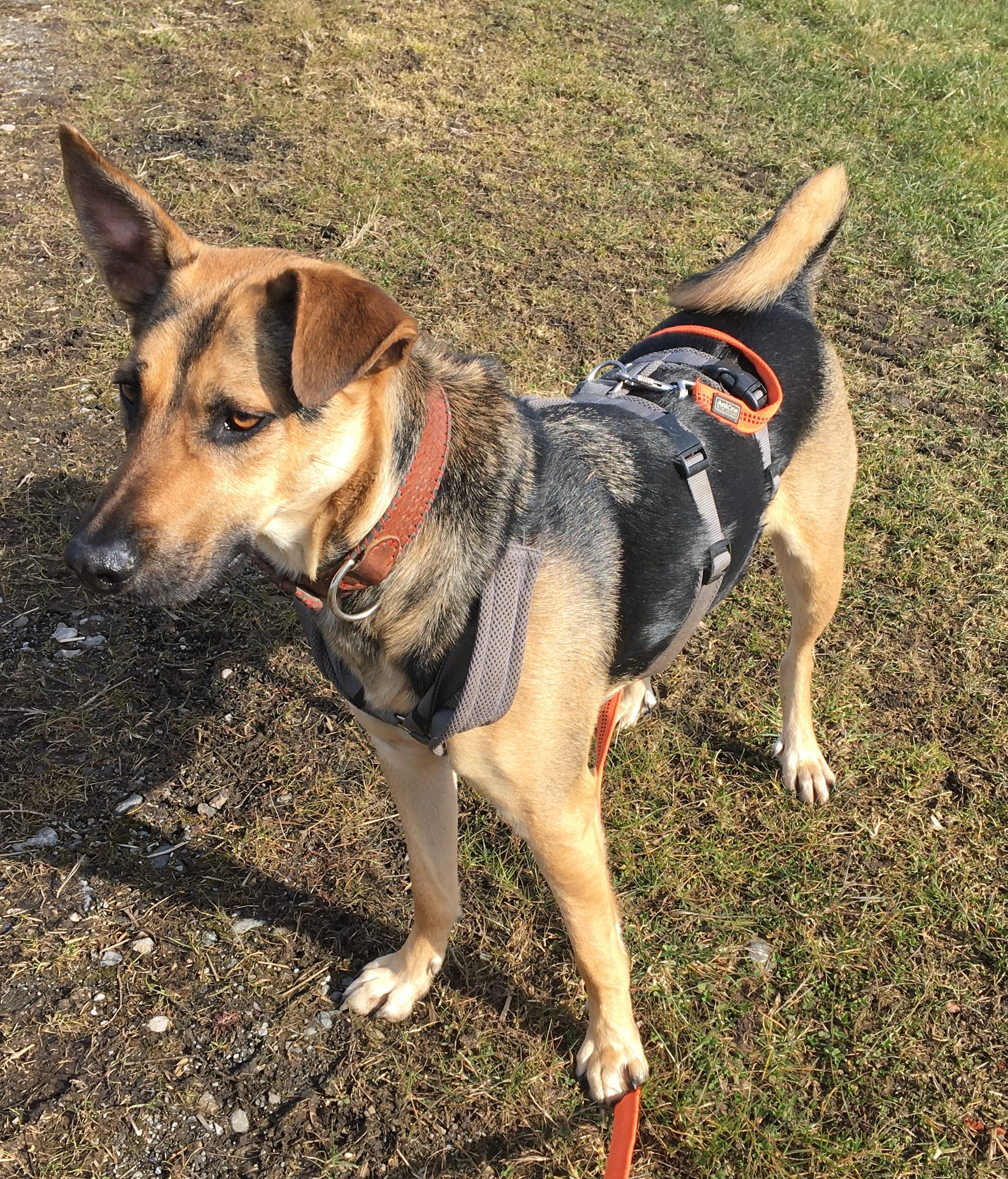 Noah - Deutscher Schäferhund - Bild 2