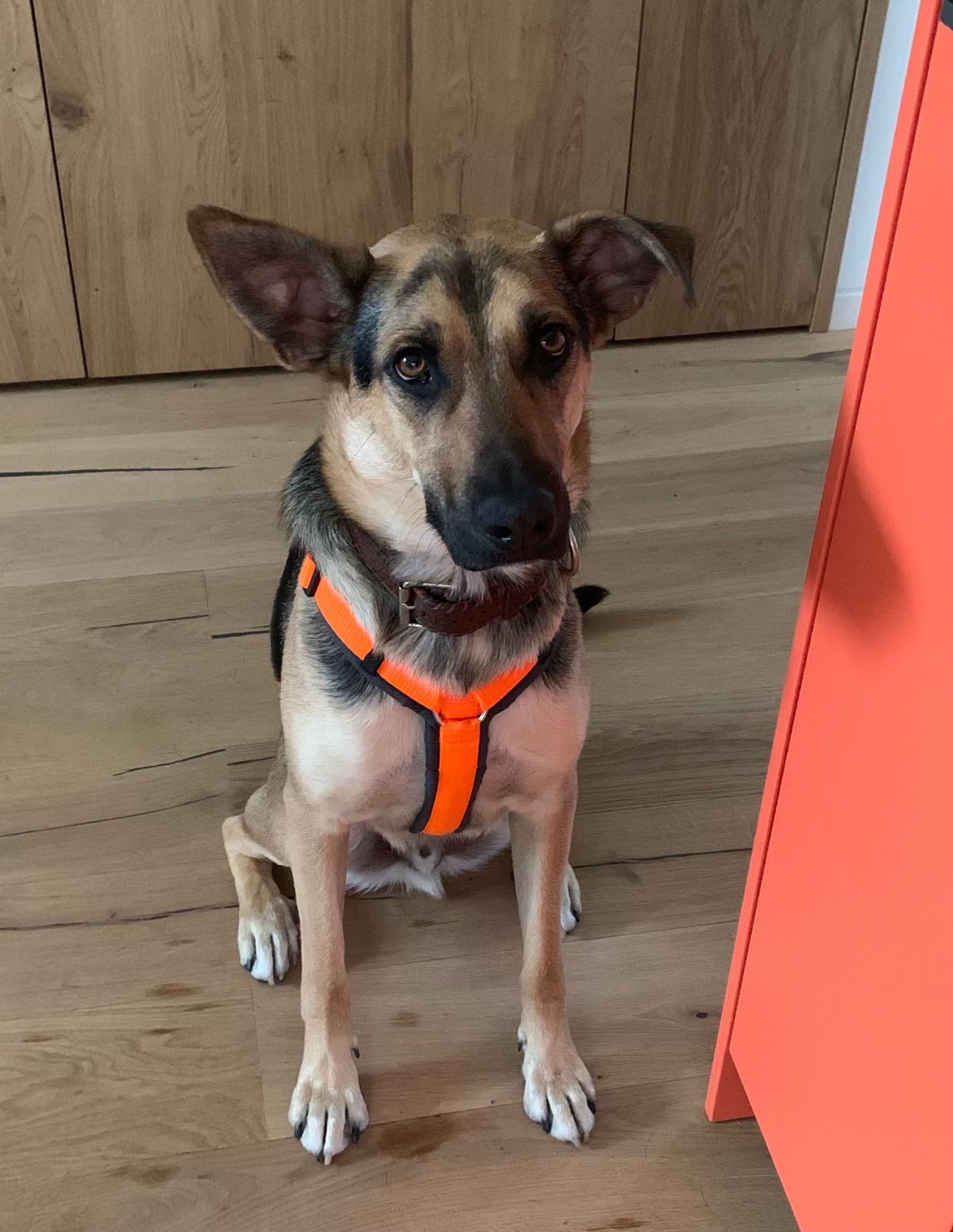 Noah - Deutscher Schäferhund - Bild 3