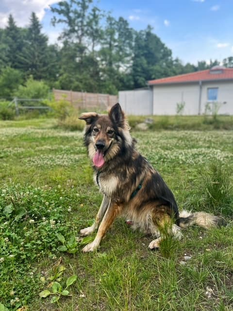 Deutscher Schäferhund-Mix Amaruq