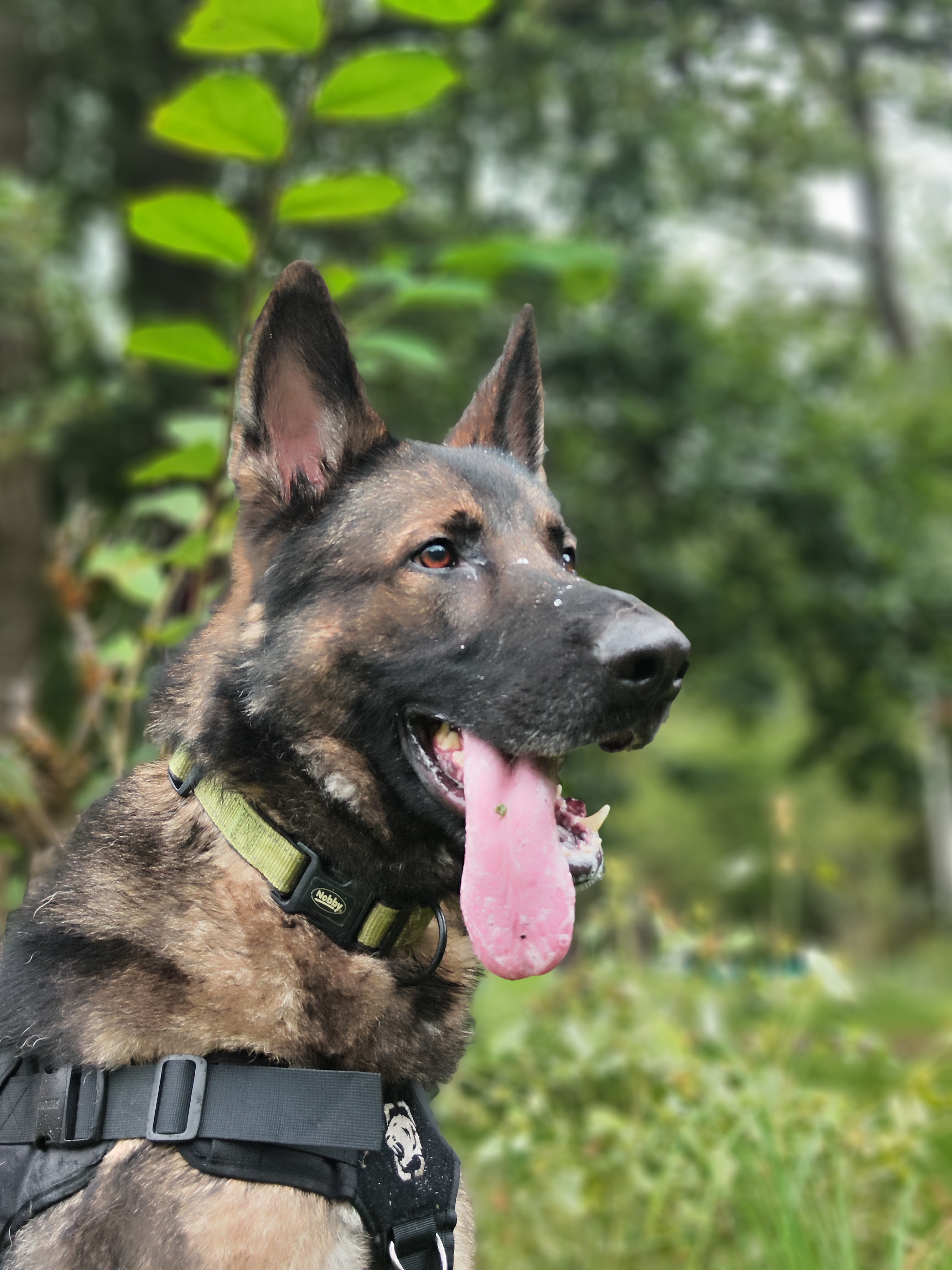 Bingo - Deutscher Schäferhund - Bild 6