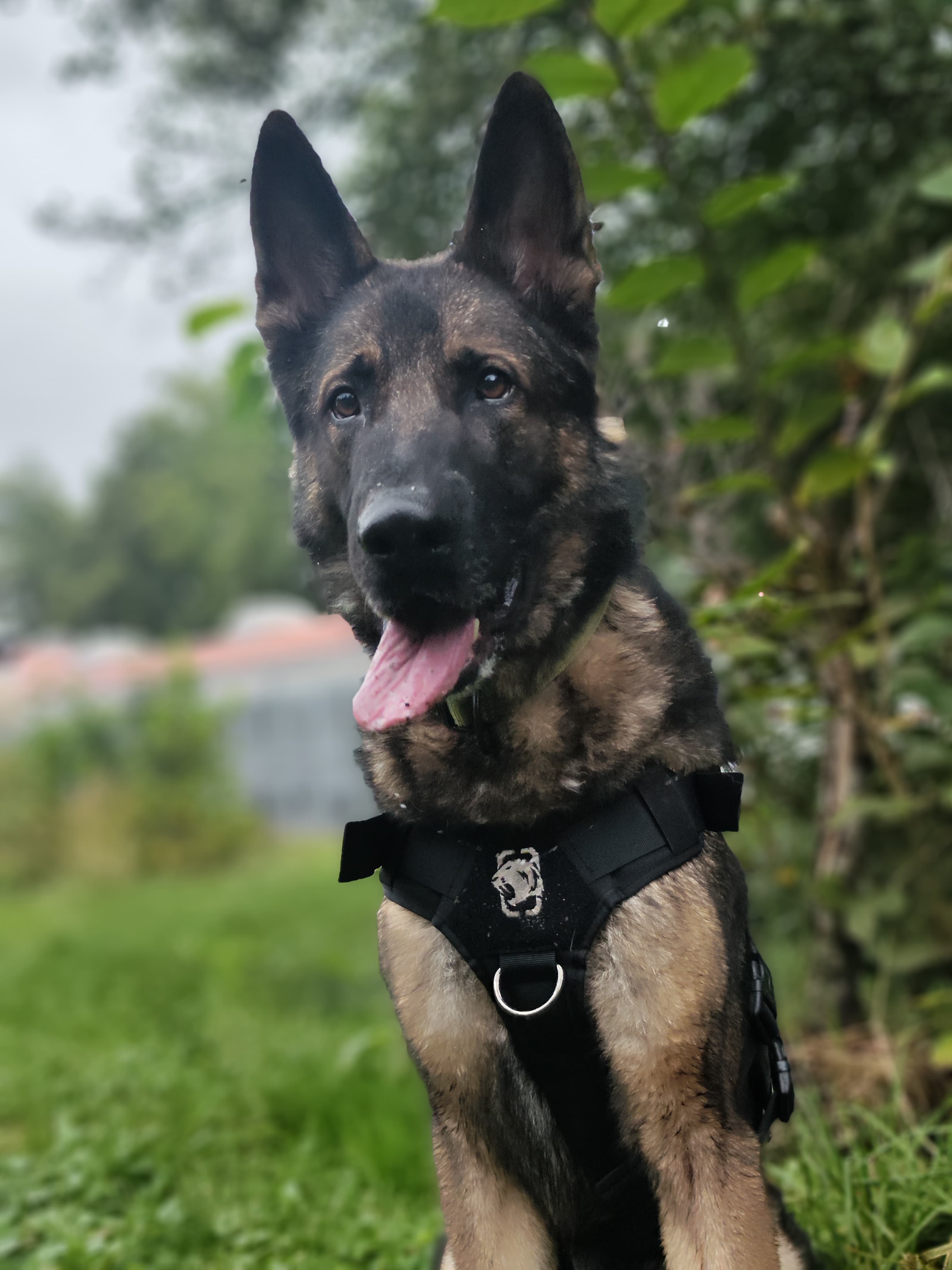 Bingo - Deutscher Schäferhund - Bild 4