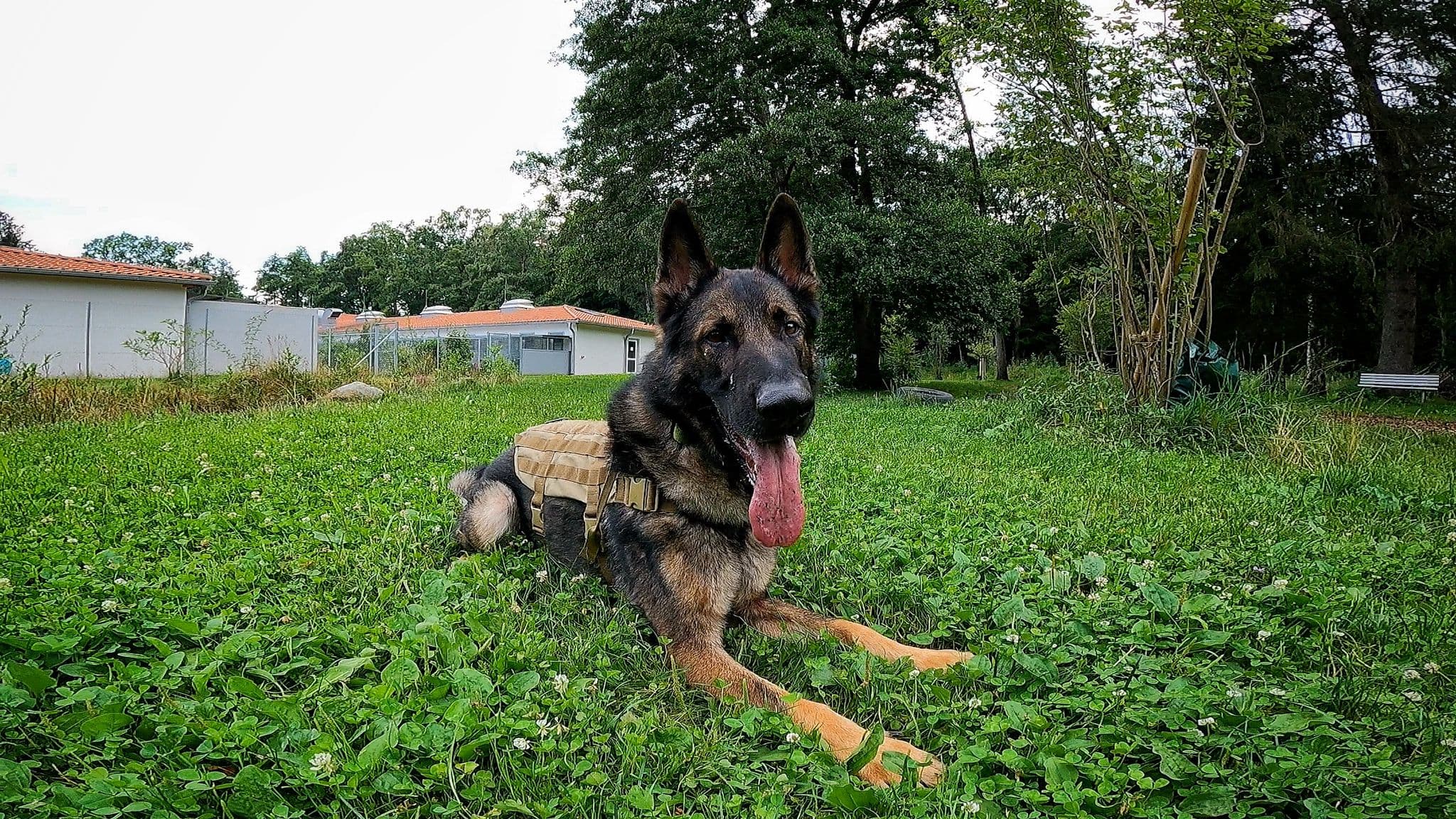 Deutscher Schäferhund-Mix Bingo