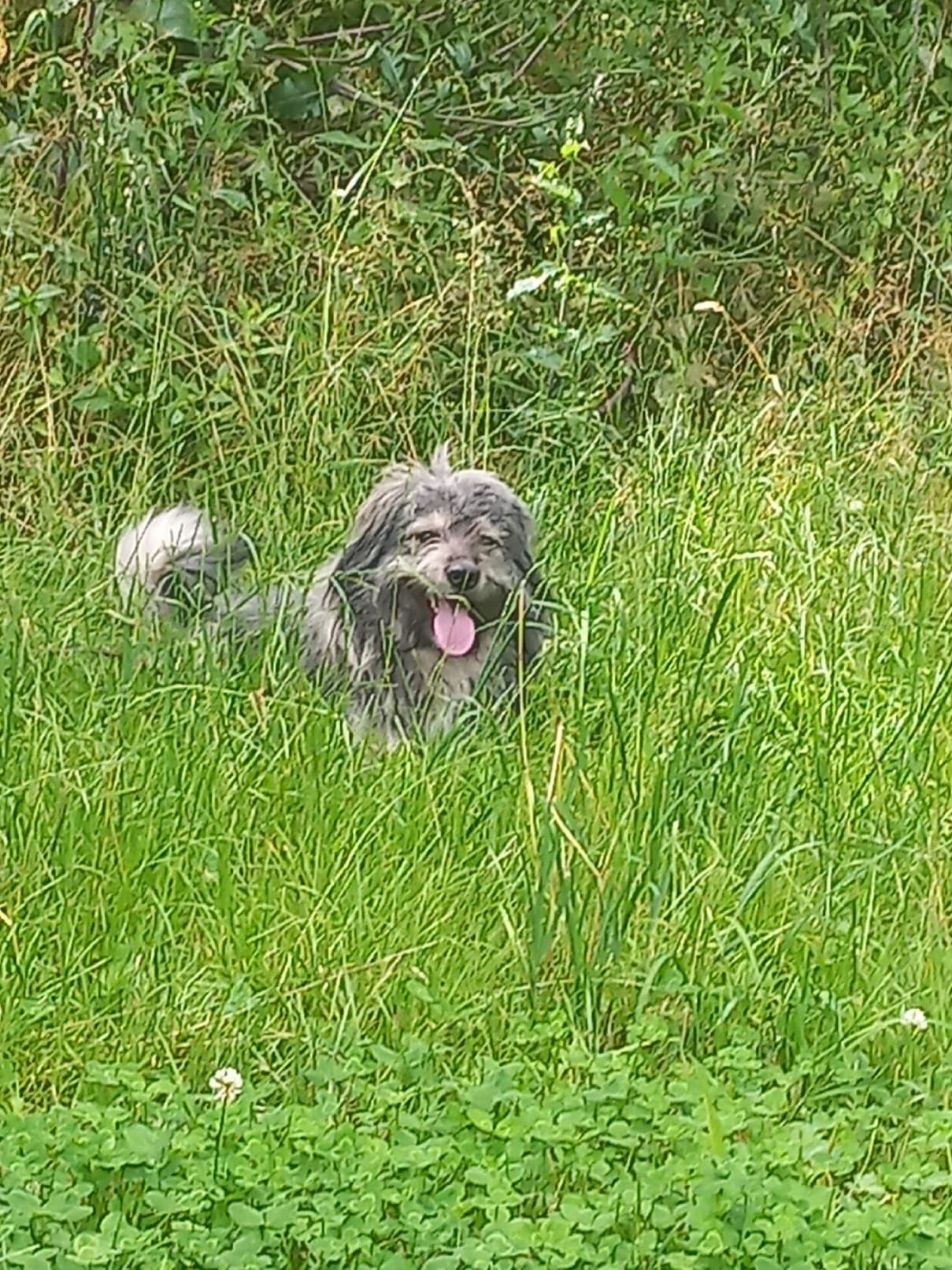 Teddybär - - Bild 12