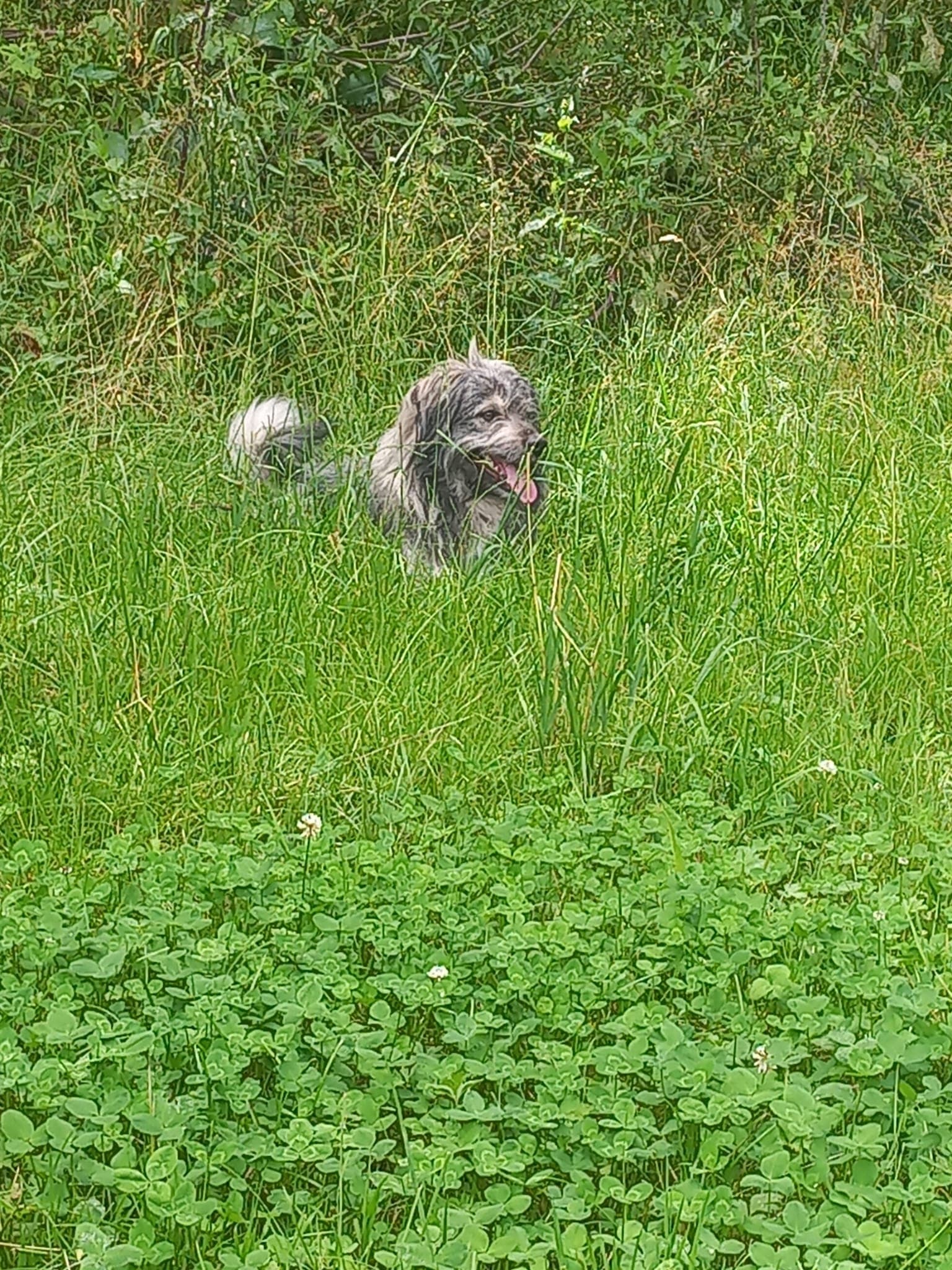 Teddybär - - Bild 13