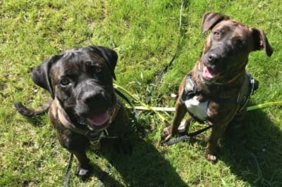 Luna - Cane Corso Italiano - Bild 4