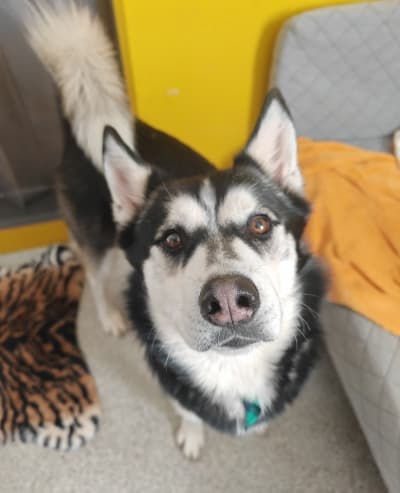 Husky - Siberian Husky - Bild 2