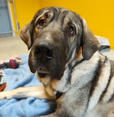 Kangal-Hirtenhund Kangal