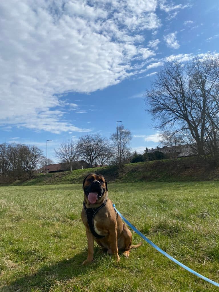 Cane Corso Italiano-Mix Malo