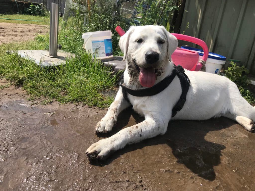 Paul - Labrador Retriever - Bild 4