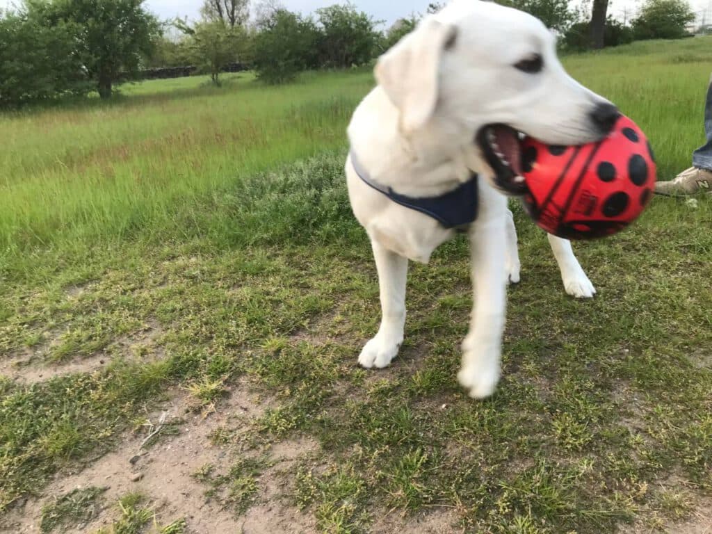 Paul - Labrador Retriever - Bild 5