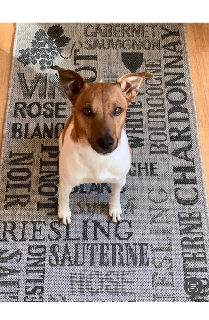 Jack Russell Terrier Sammy