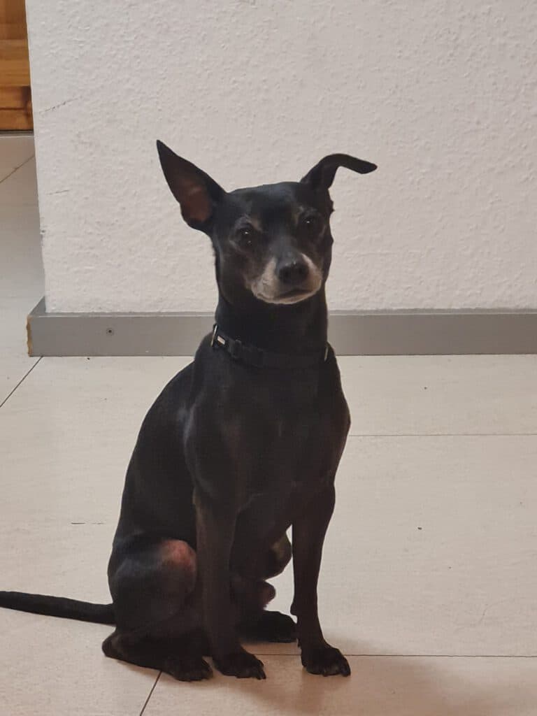 Mischa - - Bild 2