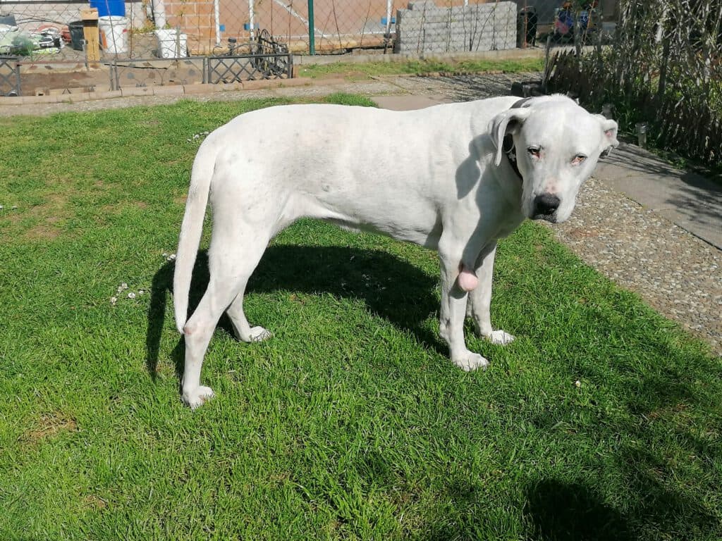 Cane Corso Italiano Lea