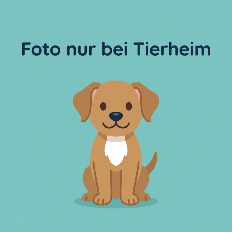 Rocky – Hund – Bild 17